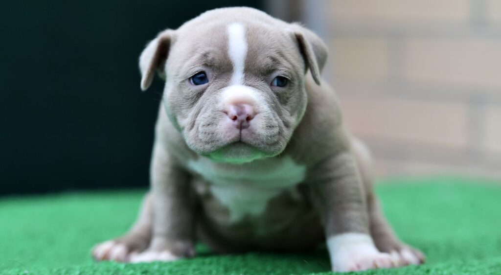American Bully Pocket