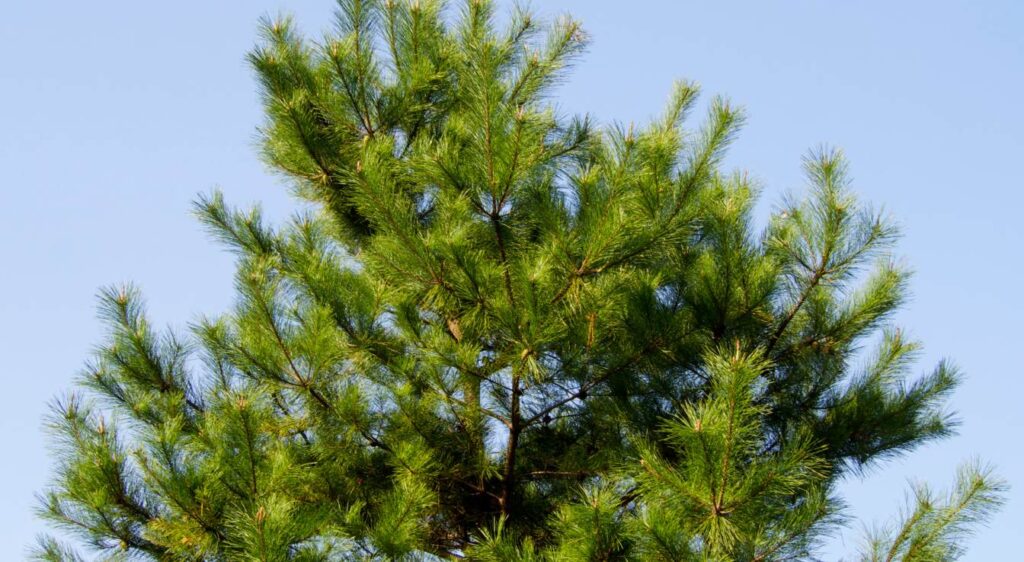 arbres à croissance rapide