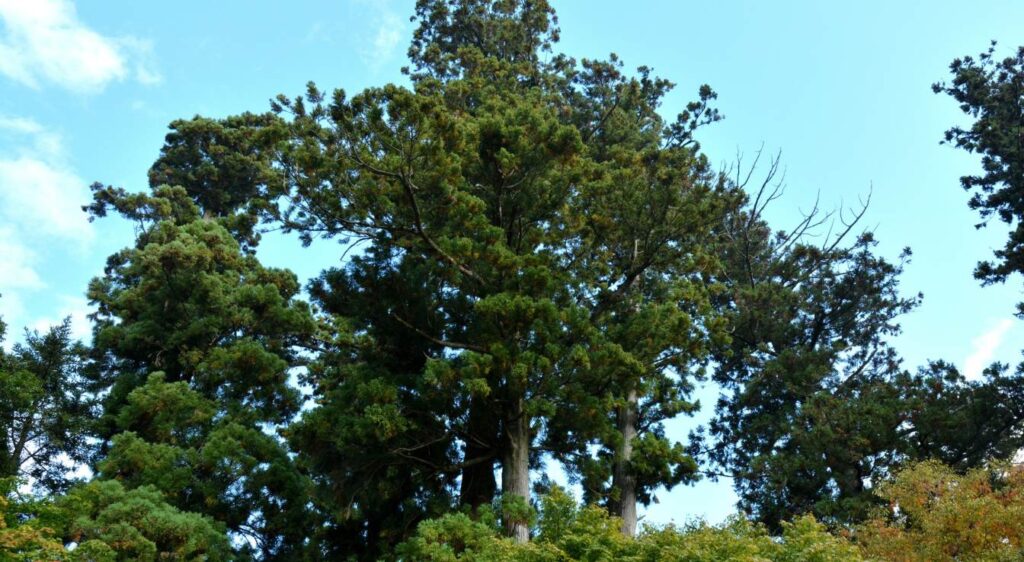 arbre à feuillage persistant à croissance rapide