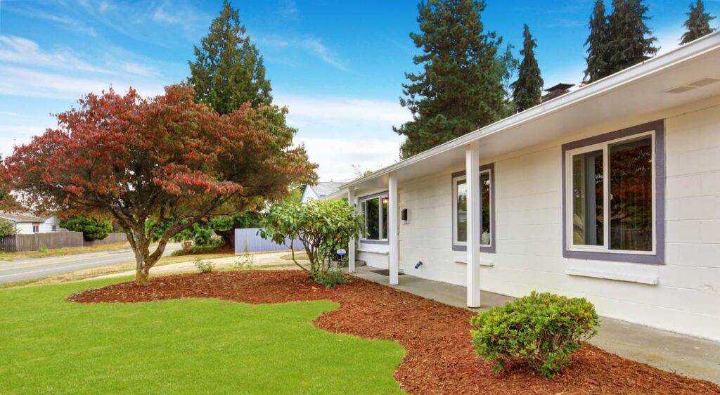 arbre à croissance rapide pour ombre