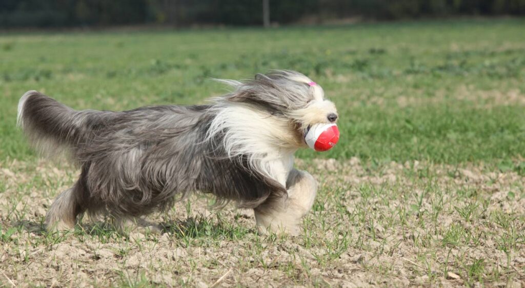 Bearded Collie