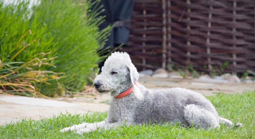 Bedlington Terrier