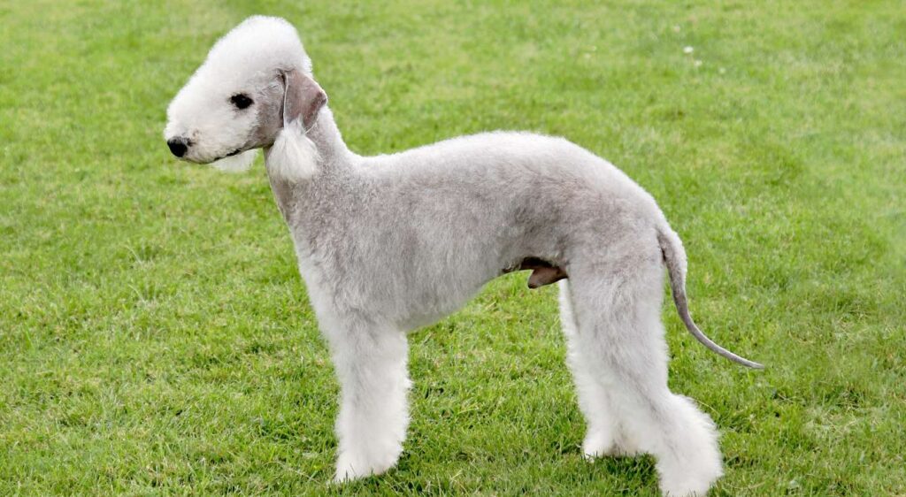 Bedlington Terrier