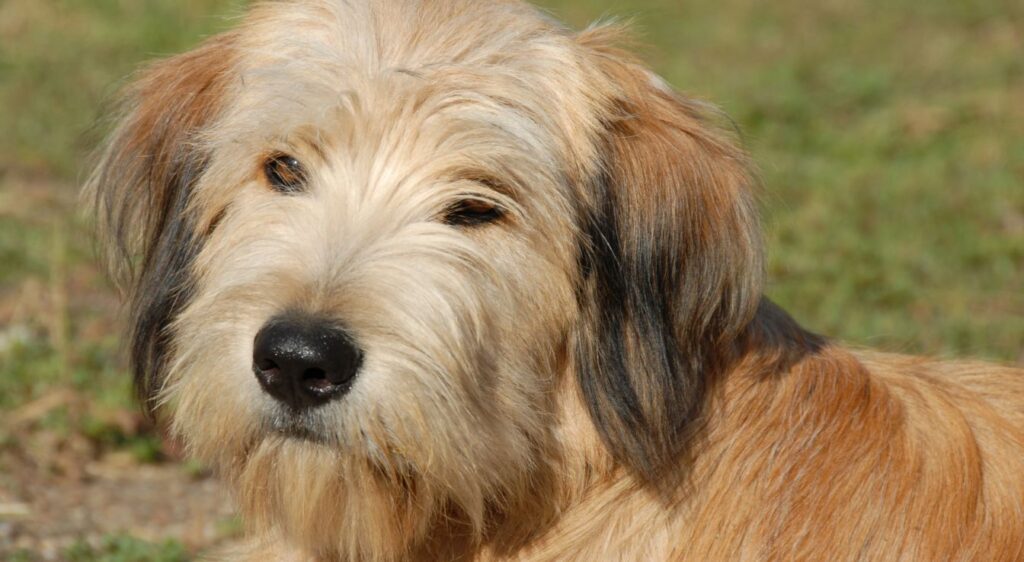 Berger des Pyrénées