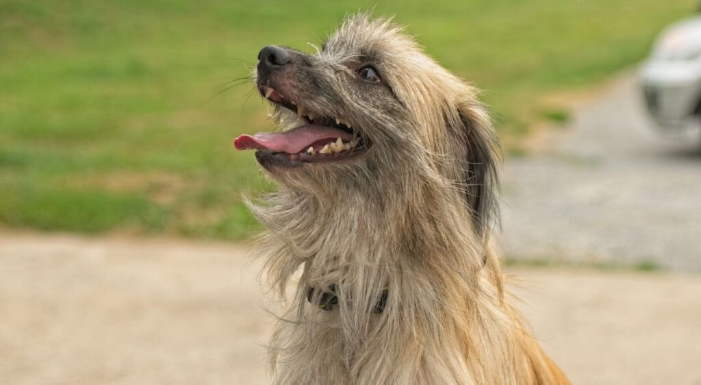 Berger des Pyrénées