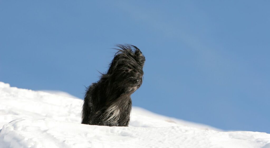 Berger des Pyrénées