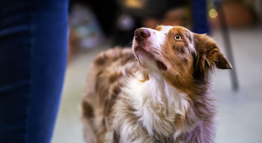 Border collie sable merle