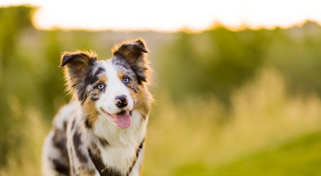 Border collie sable merle