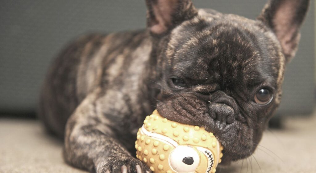 Bouledogue français