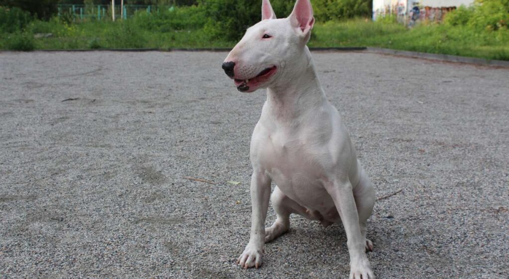 Bull Terrier
