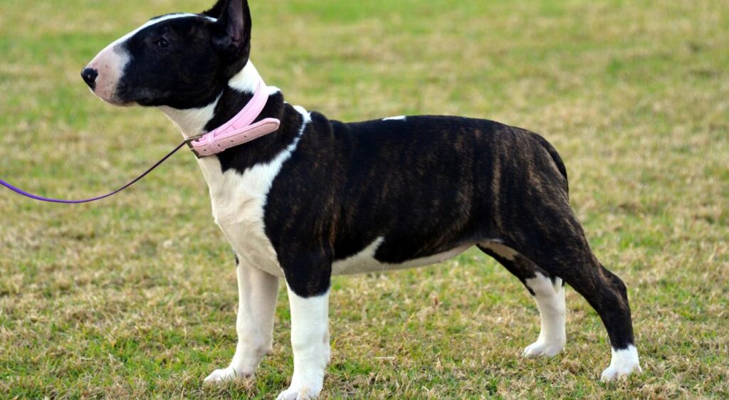 Bull Terrier
