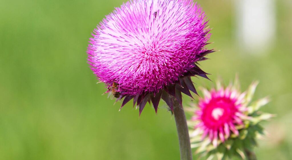 fleur de chardon