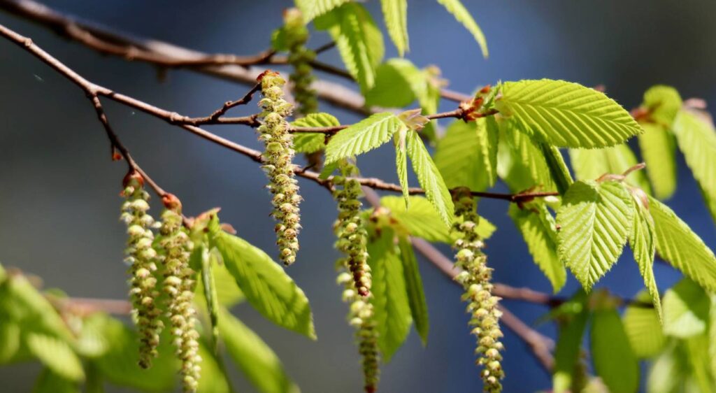 carpinus betulus charme