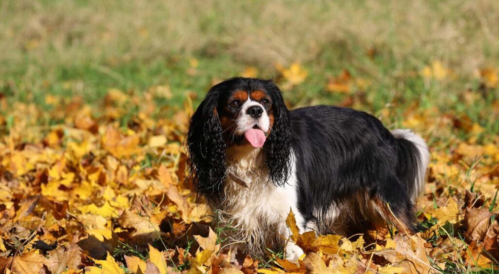 Cavalier King Charles Spaniel