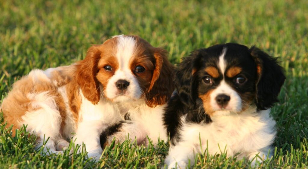 Cavalier King Charles Spaniel