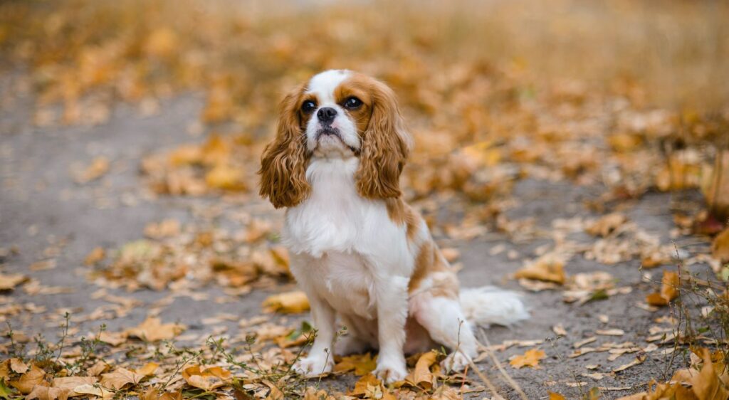 Cavalier King Charles Spaniel