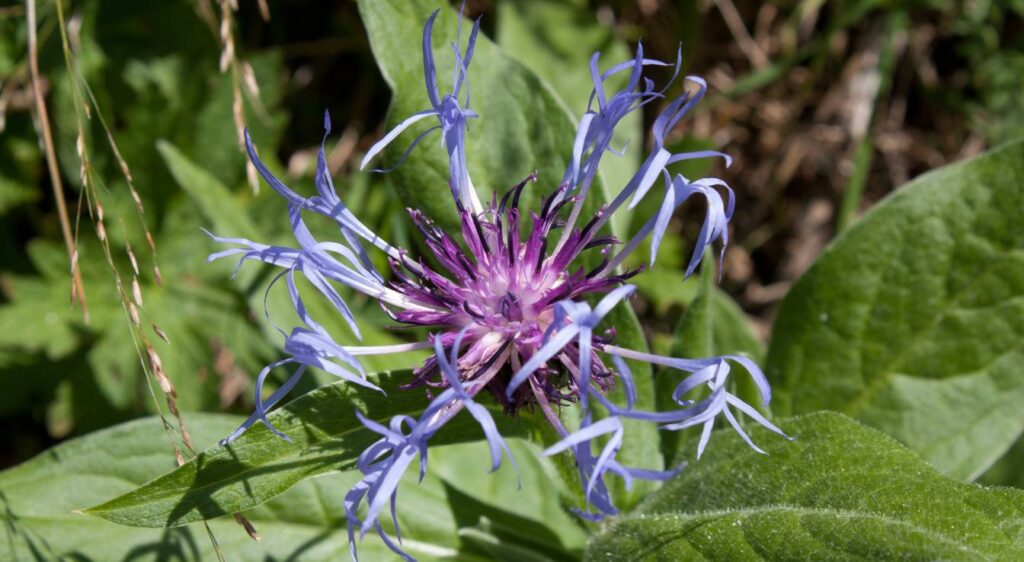 fleur centaurée