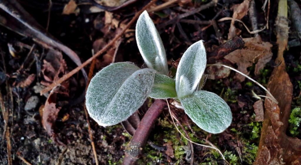centaurées des montagnes