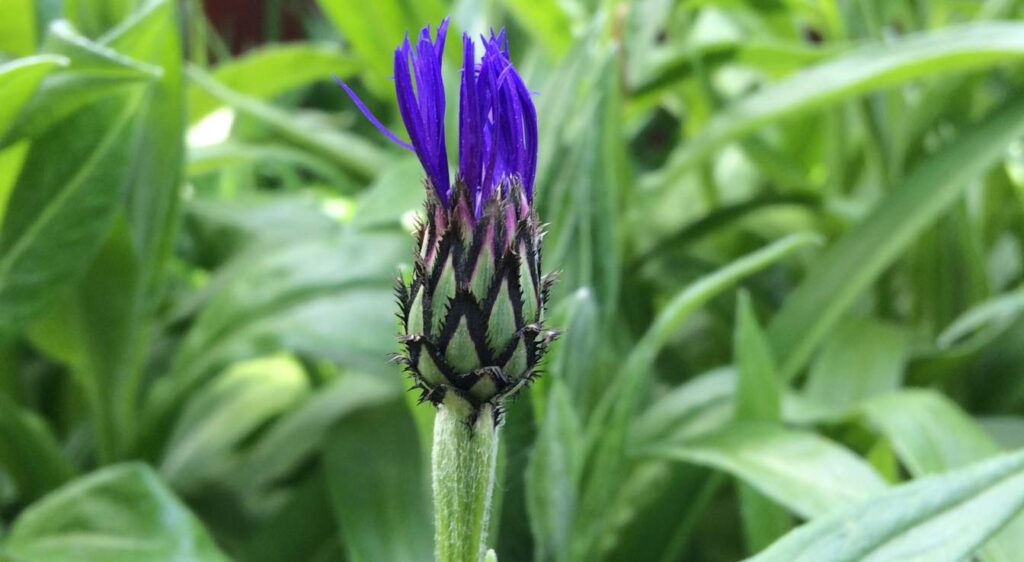 centaurée de montagne