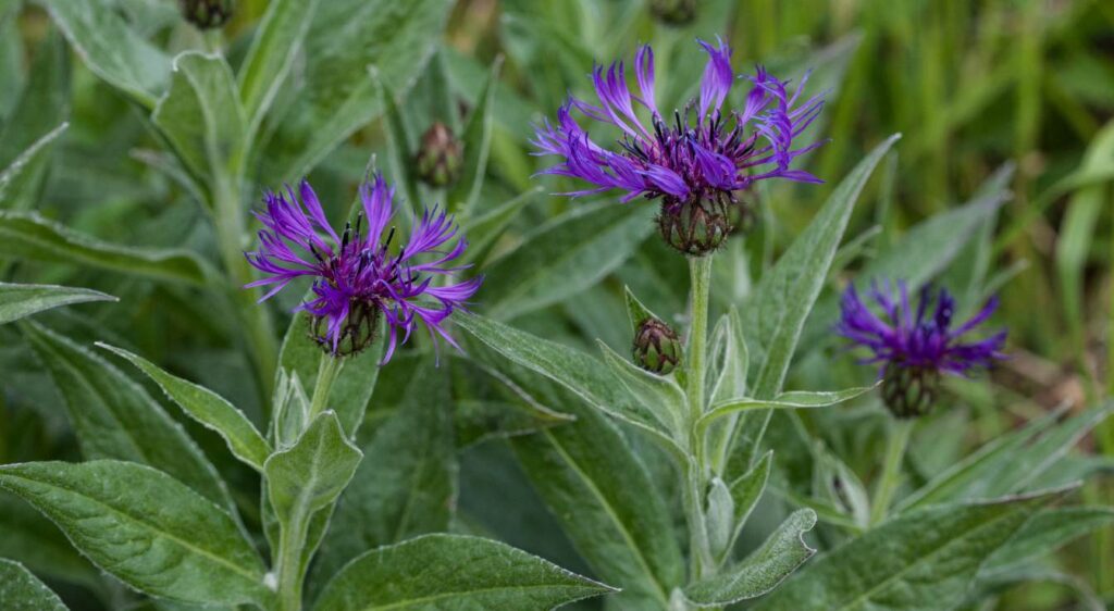 la centaurée des montagnes