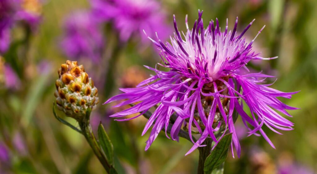 centaurea jacea