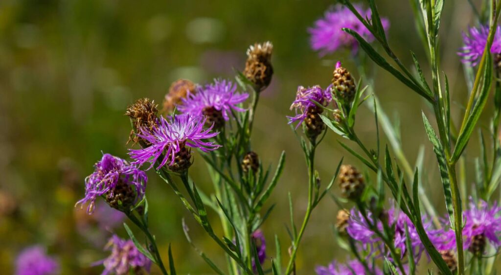 Centaurée jacée plante