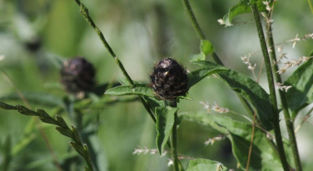 centaurée noire comestible