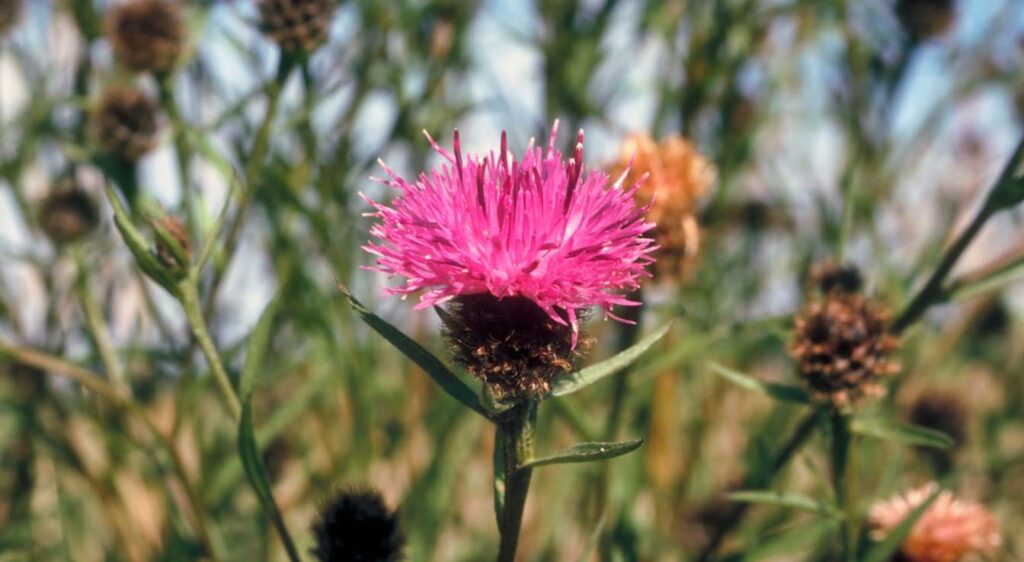 centaurée noire plant