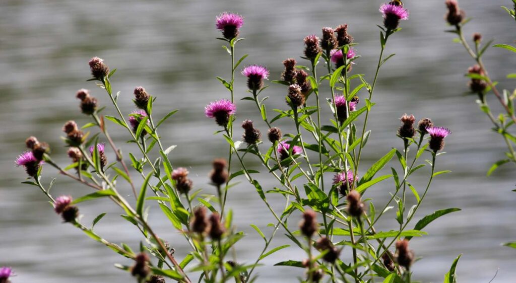 centaurée noire propriétés médicinales
