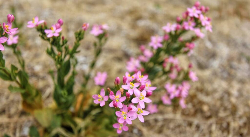 centaury centaurium erythraea​