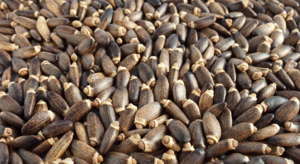 chardon marie et perte de poids