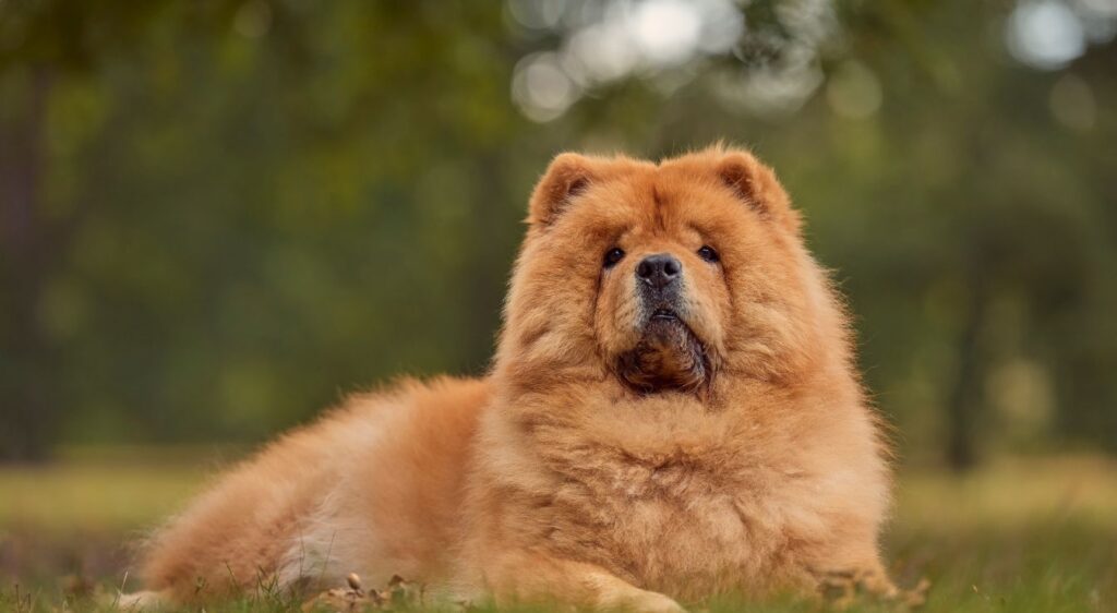 Chow-chow