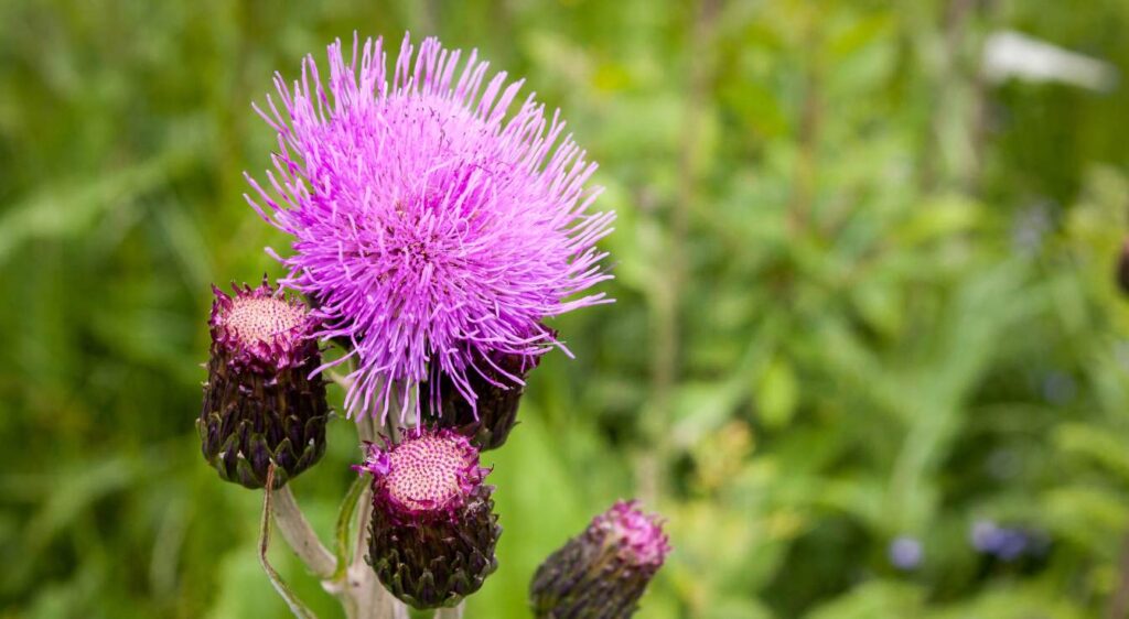 cirses des champs plant