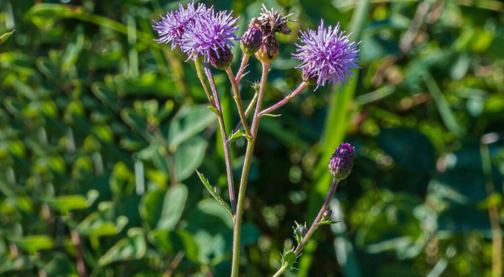 cirse des champs bienfaits