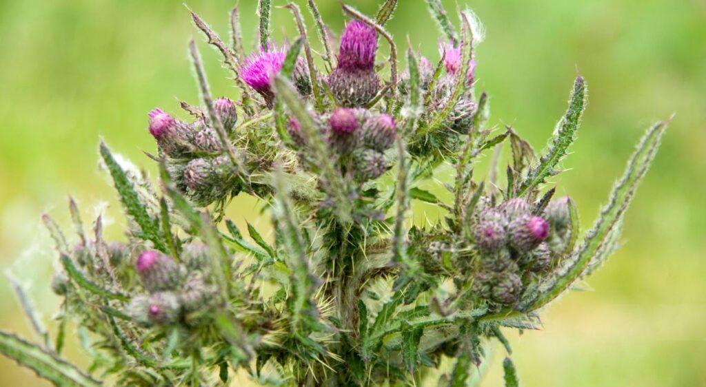 fleurs de chardons