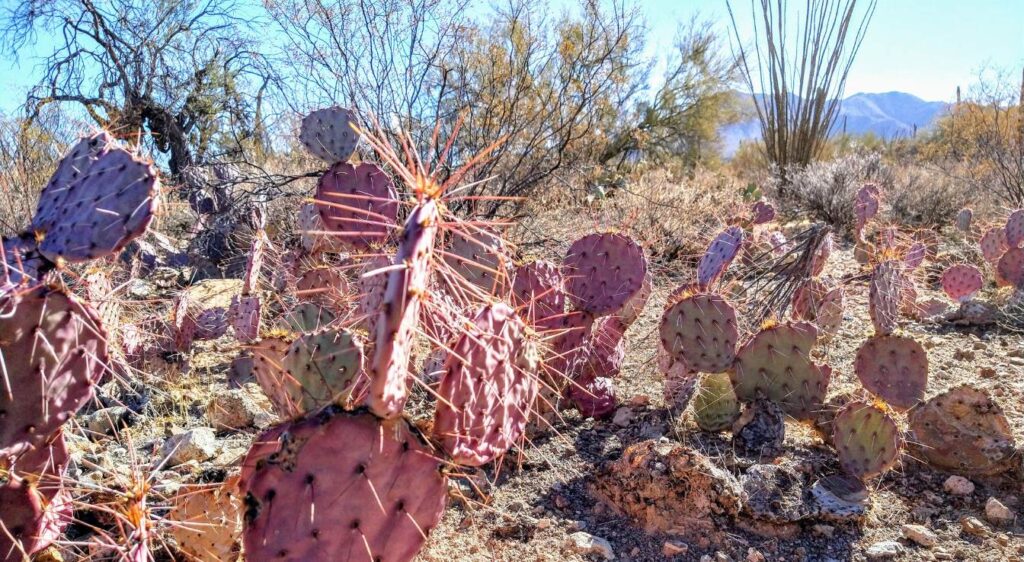 Maladies du figuier de barbarie