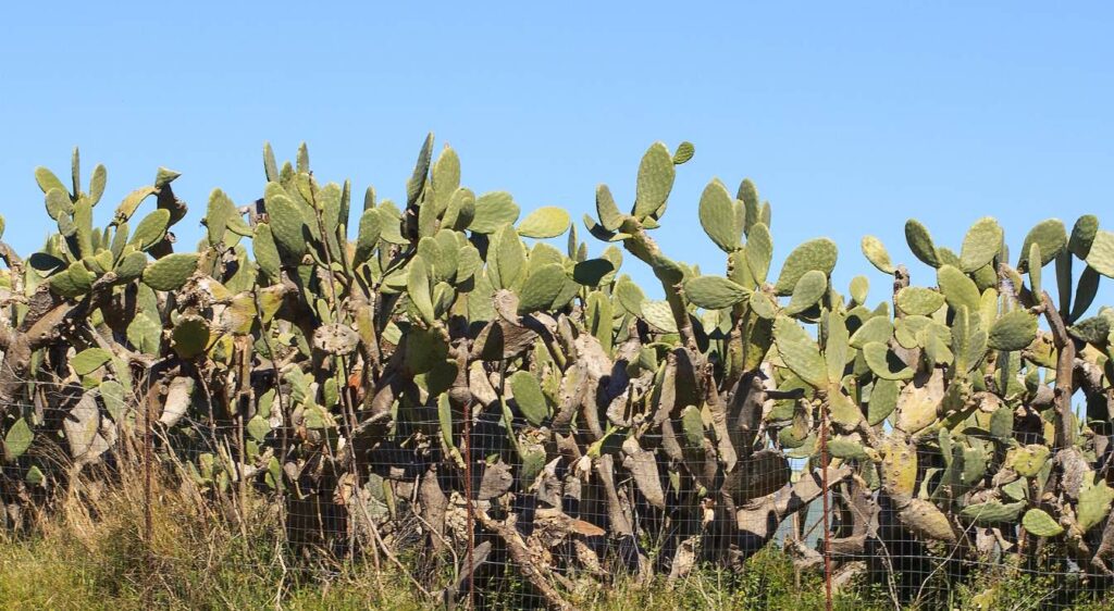 Maladies du figuier de barbarie