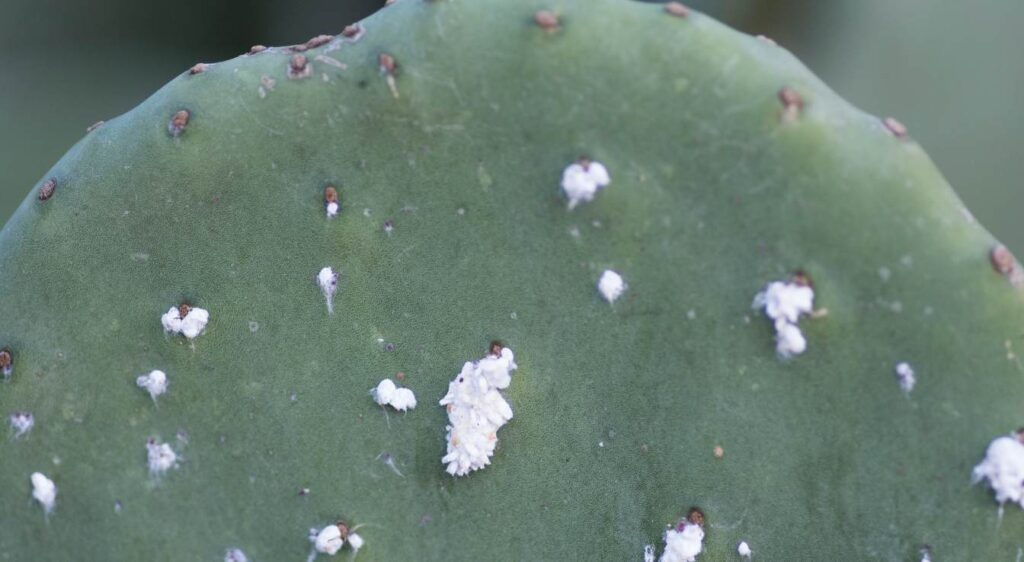 Maladies du figuier de barbarie