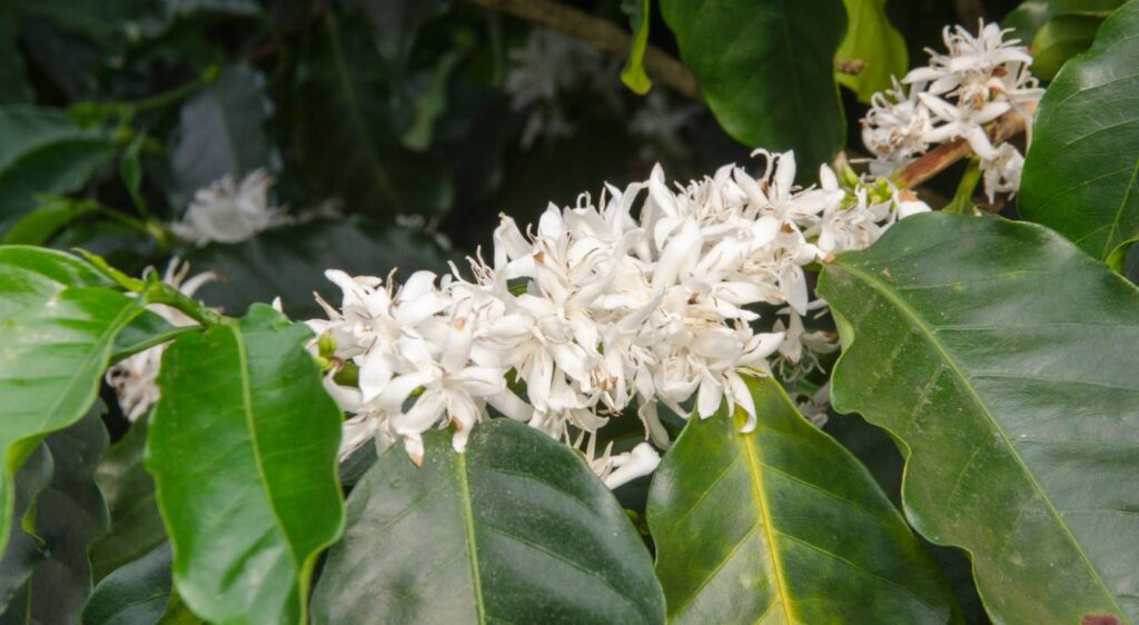 plante Coffea arabica