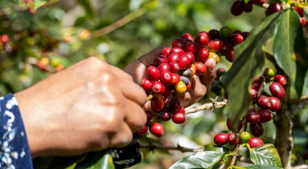 Coffea arabica plante