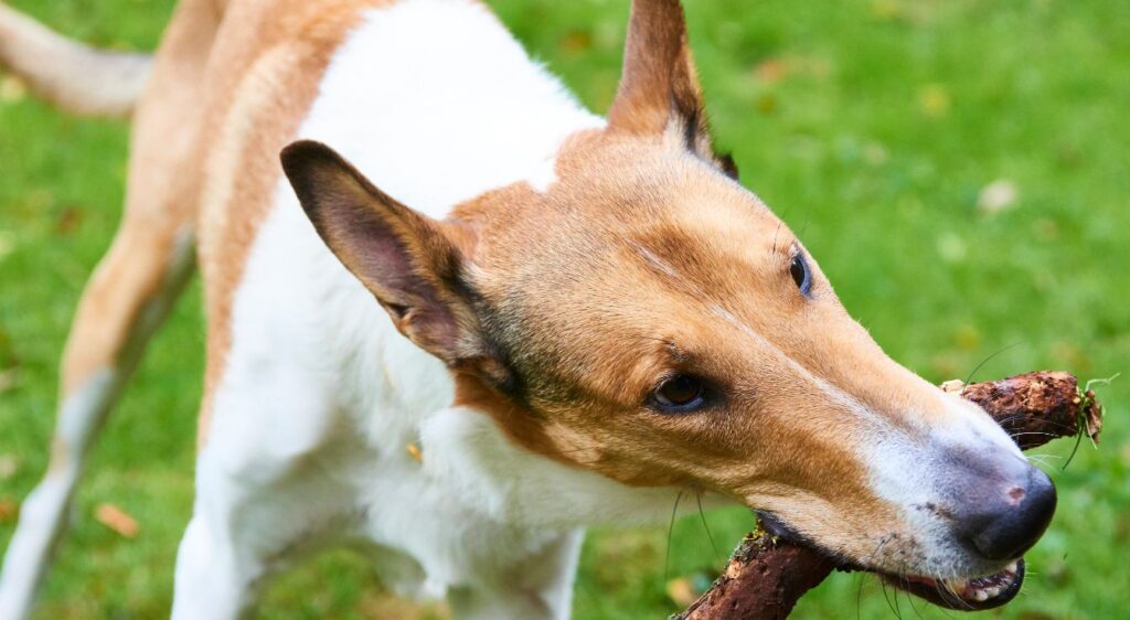 Colley à poil court