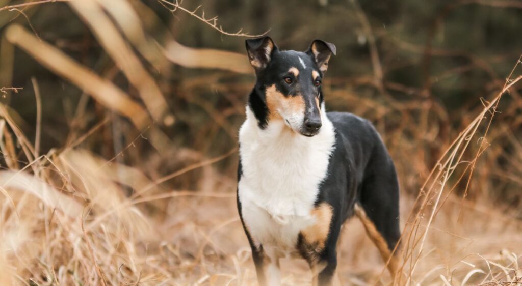 Colley à poil court