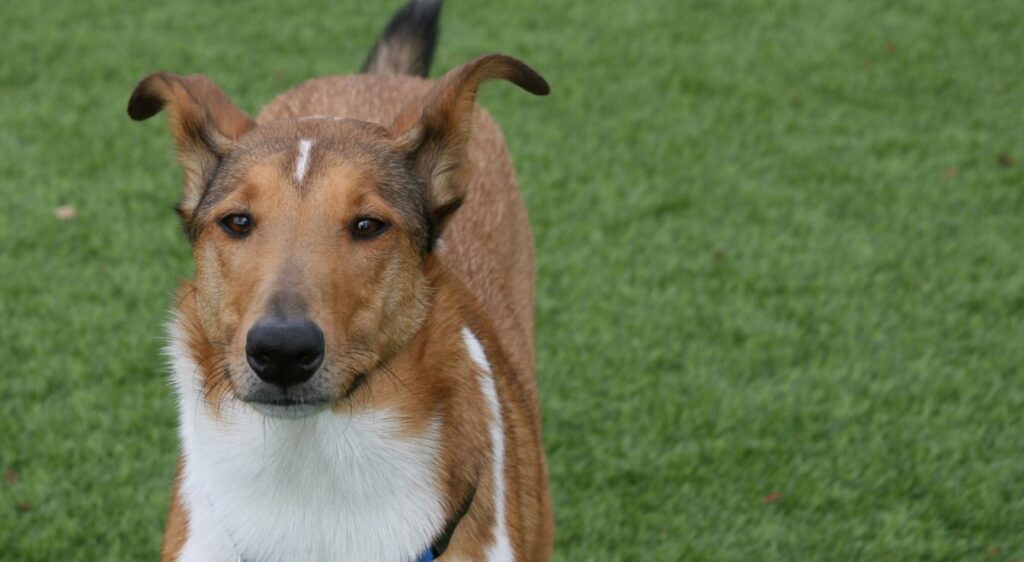 Colley à poil court