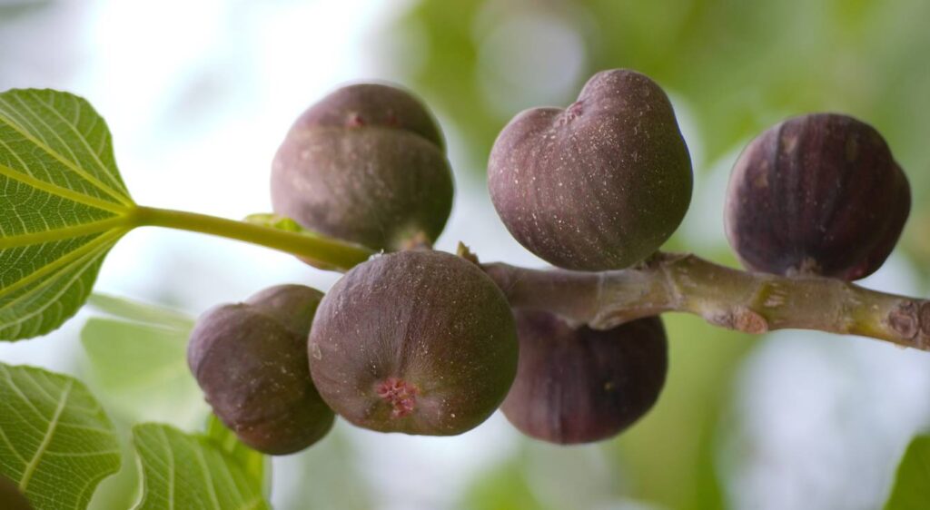 Comment savoir si mes figues sont mûres