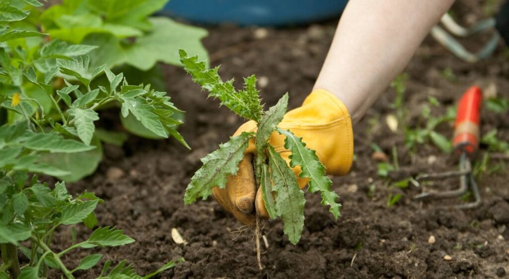 Comment se débarrasser des chardons
