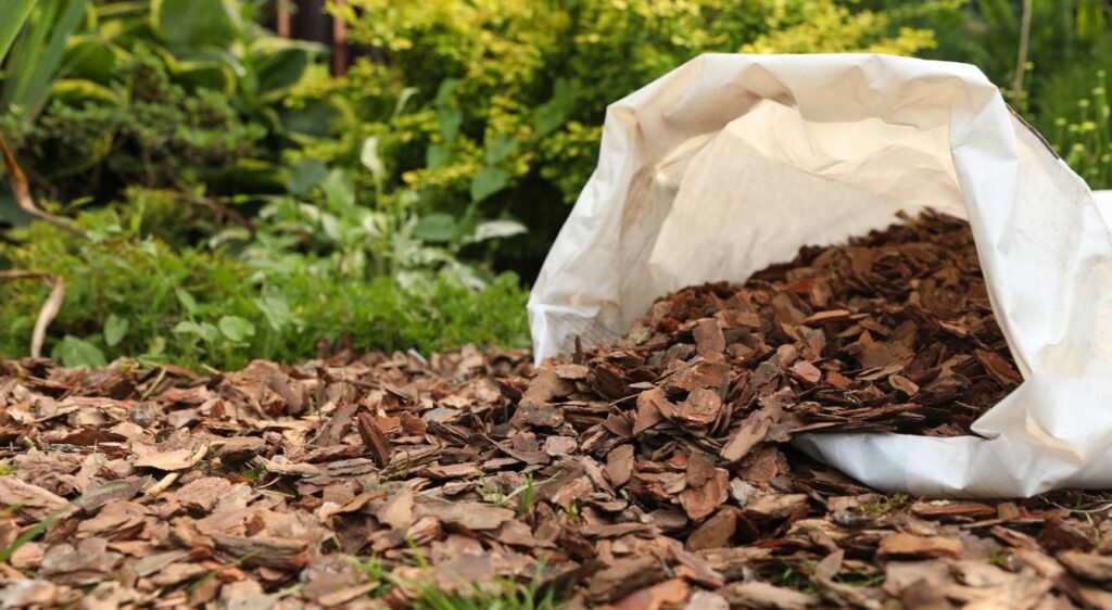 Comment se débarrasser des chardons