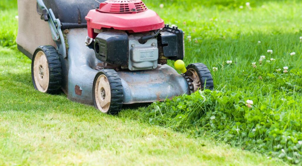 Comment se débarrasser des chardons