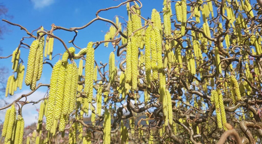 Corylus avellana châtons