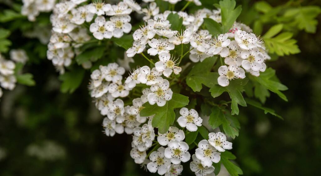 Crataegus monogyna
