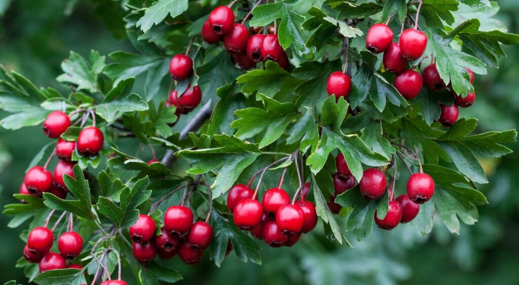 aubépine crataegus monogyna